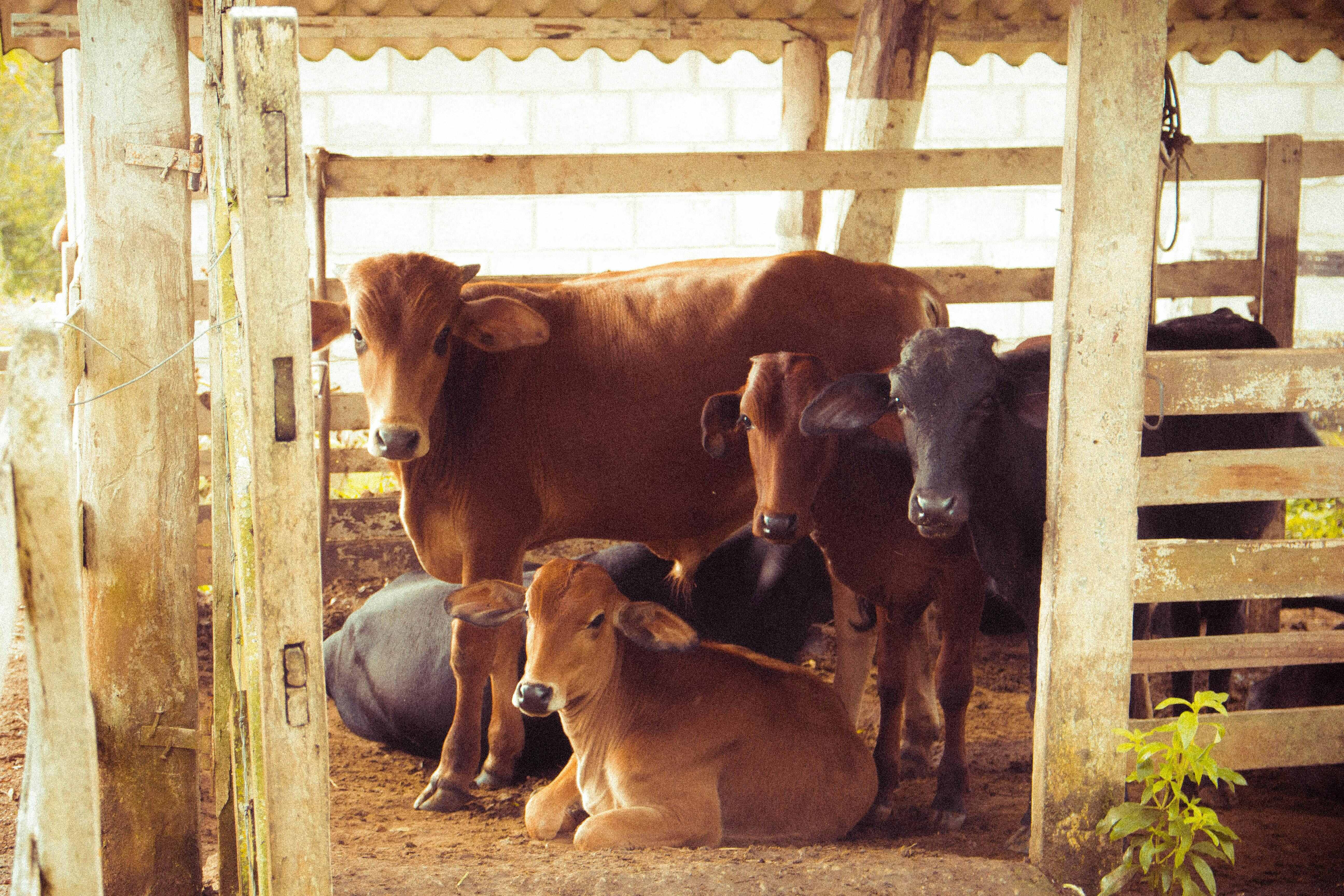Donate for a Cow